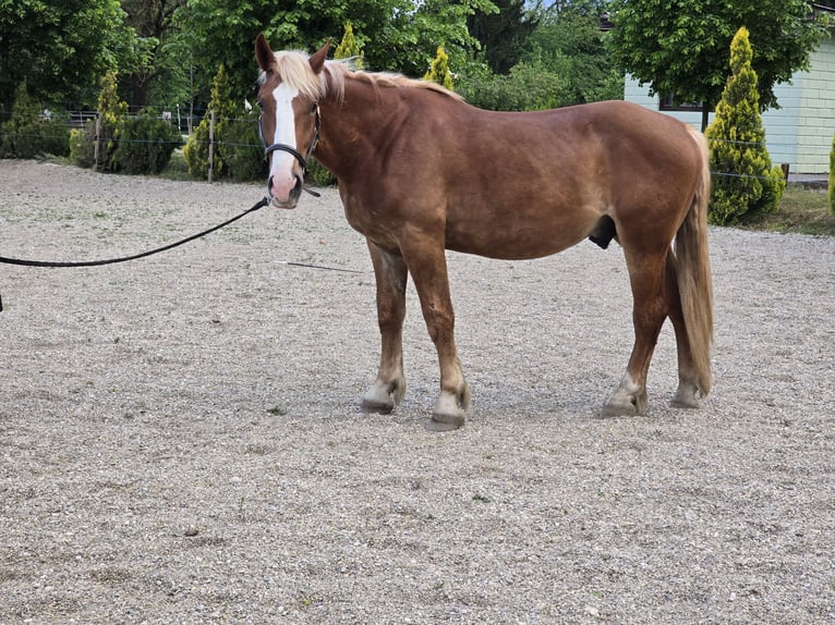 Noriker Ruin 2 Jaar 162 cm Donkere-vos in Ptuj