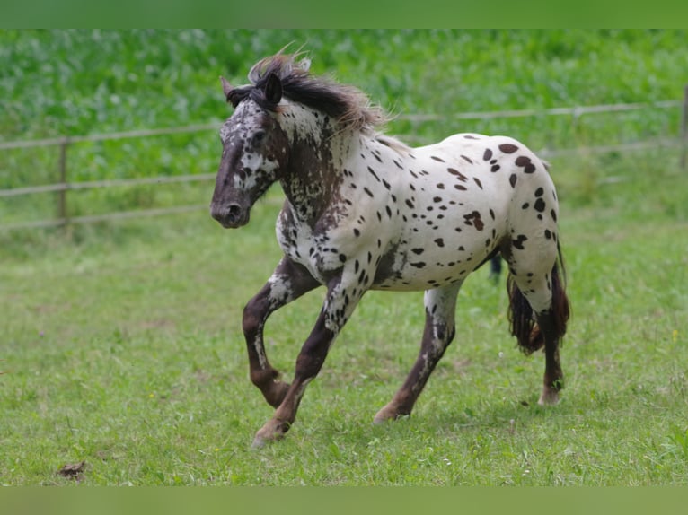 Noriker Ruin 2 Jaar 164 cm Appaloosa in Küßnach