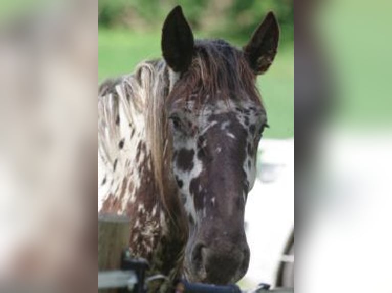 Noriker Ruin 2 Jaar 164 cm Appaloosa in Küßnach