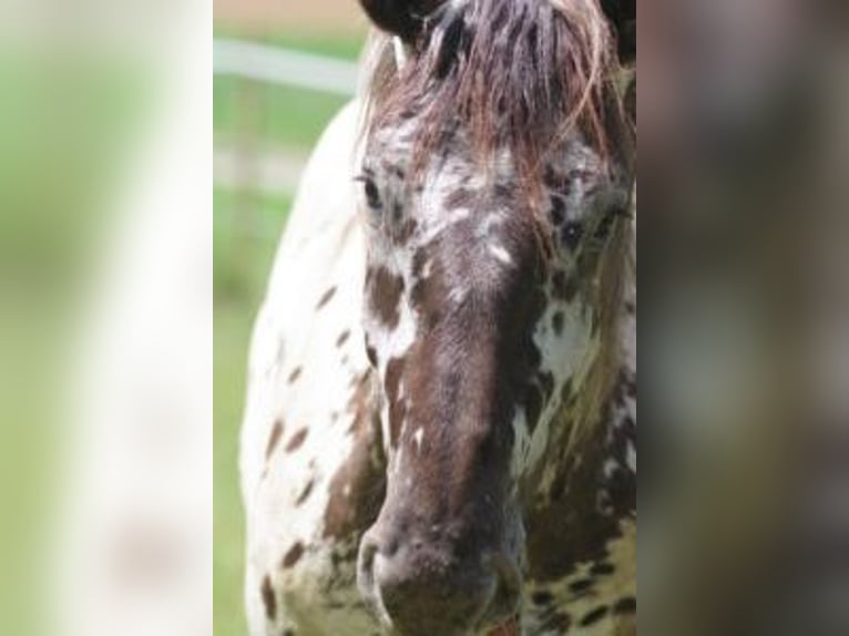 Noriker Ruin 2 Jaar 164 cm Appaloosa in Küßnach