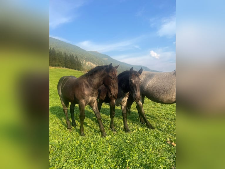 Noriker Ruin 2 Jaar Roan-Blue in Tweng
