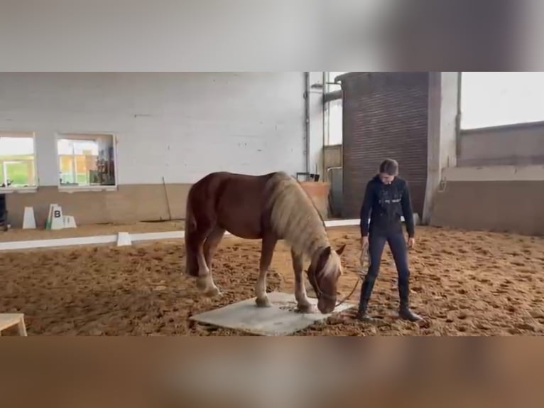 Noriker Ruin 2 Jaar Vos in Niederzier