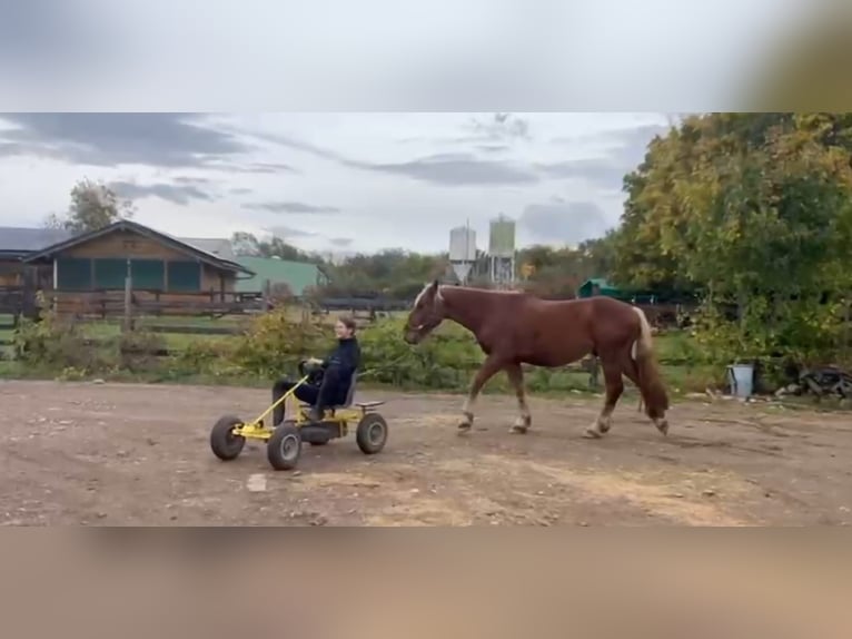 Noriker Ruin 2 Jaar Vos in Niederzier