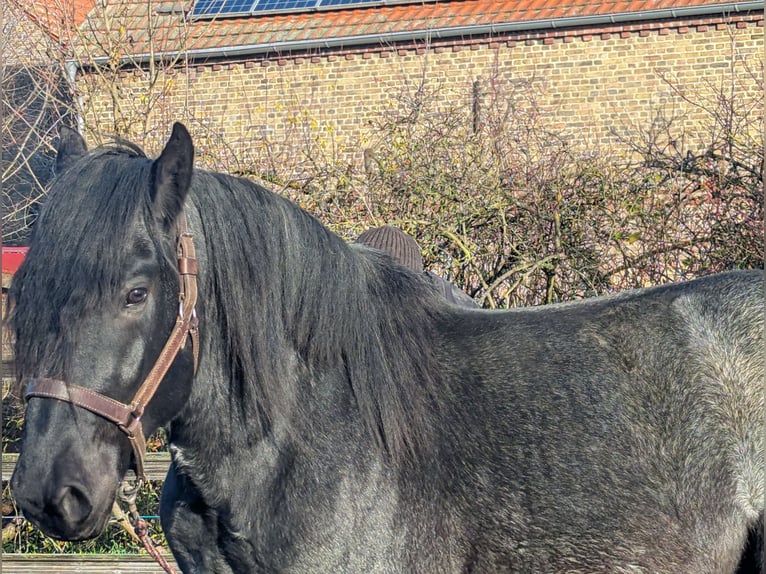 Noriker Ruin 2 Jaar Zwartschimmel in Brieselang