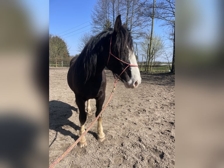 Noriker Ruin 3 Jaar 155 cm Zwart in Schloß Holte-Stukenbrock
