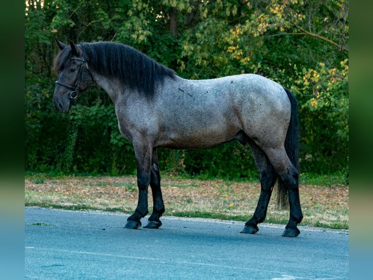 Noriker Mix Ruin 3 Jaar 156 cm Roan-Blue in Zwartewaal