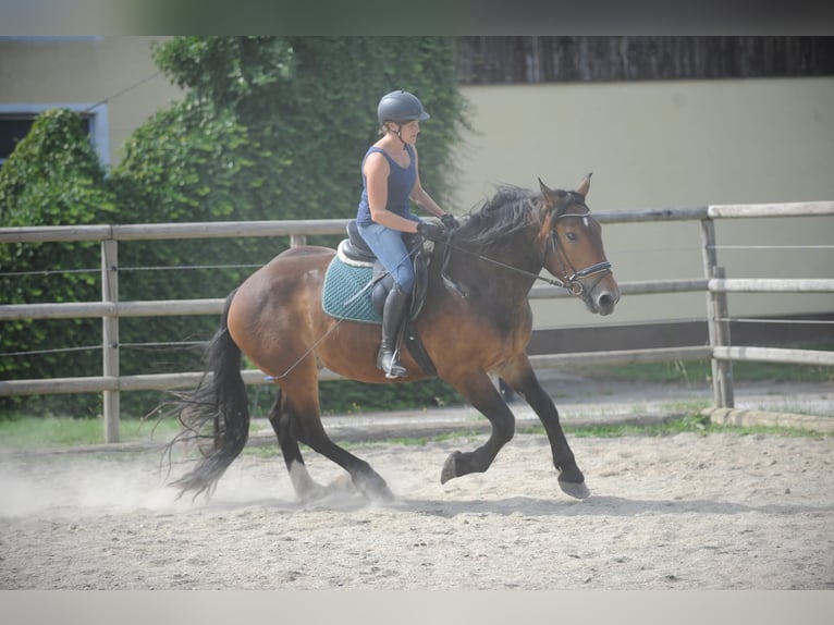 Noriker Ruin 3 Jaar 163 cm Bruin in St Kanzian