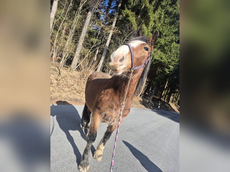 Noriker Ruin 3 Jaar 164 cm Donkerbruin in Deggendorf