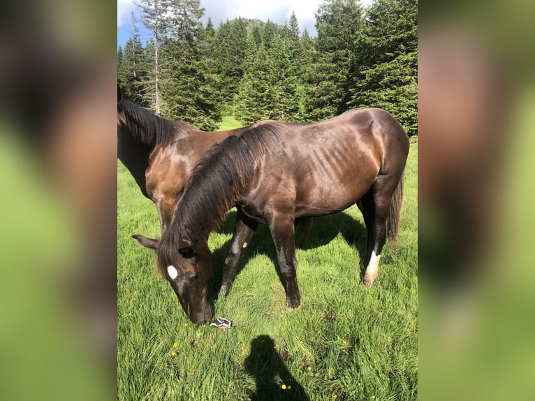 Noriker Ruin 3 Jaar 165 cm Zwart in GUNDERSHEIM