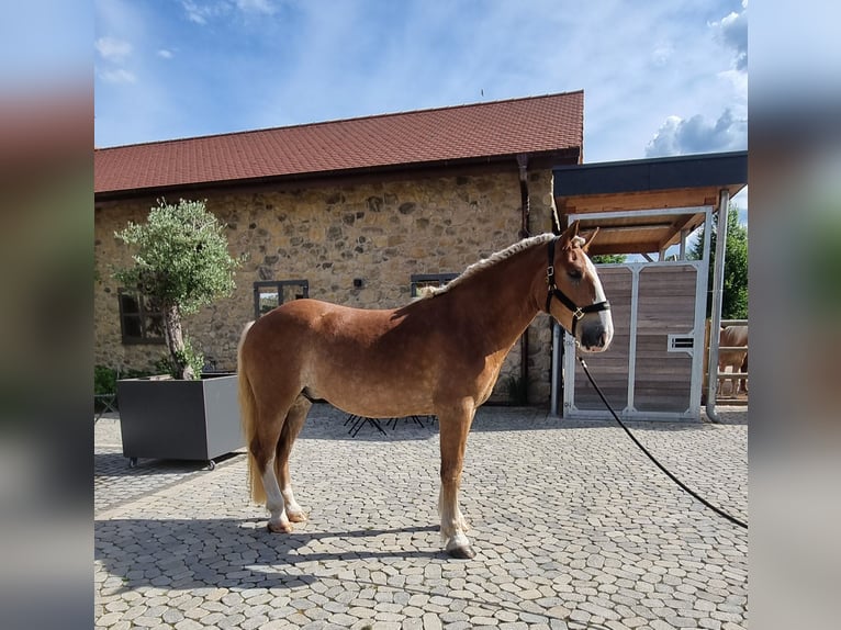 Noriker Ruin 3 Jaar 166 cm Donkere-vos in Neusäß