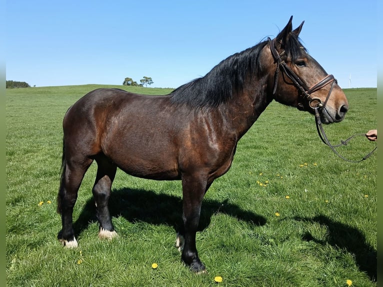 Noriker Ruin 3 Jaar 168 cm  in Nettersheim