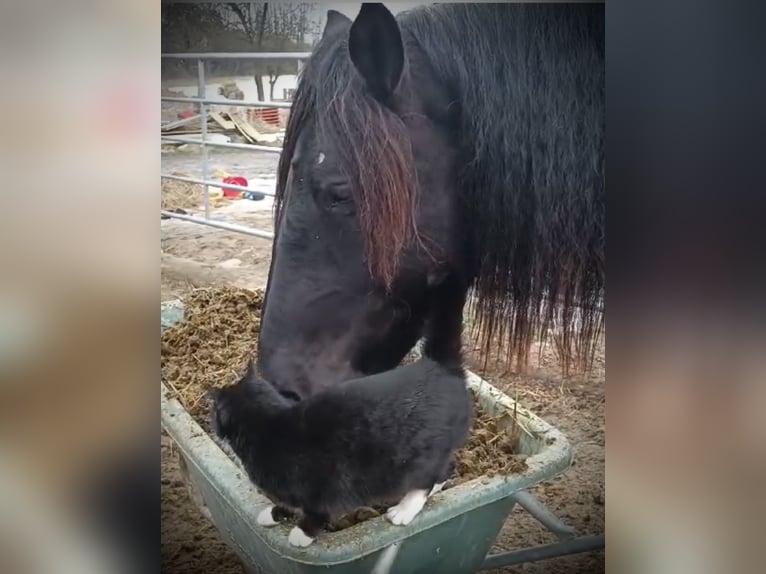 Noriker Ruin 4 Jaar 150 cm Donkerbruin in Pelmberg