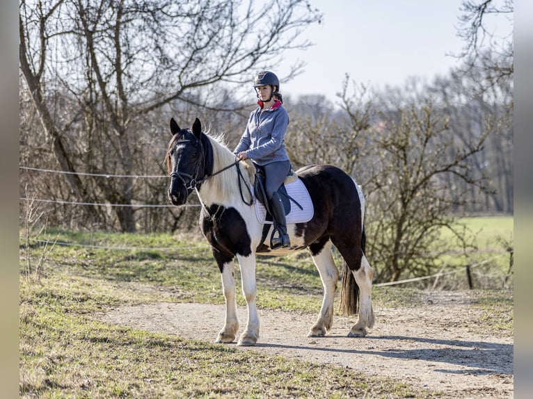 Noriker Ruin 4 Jaar 152 cm Gevlekt-paard in Kraiburg am Inn