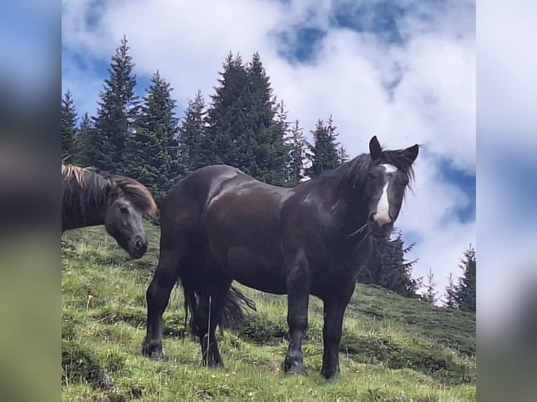 Noriker Ruin 4 Jaar 152 cm Zwartbruin in Salzburg