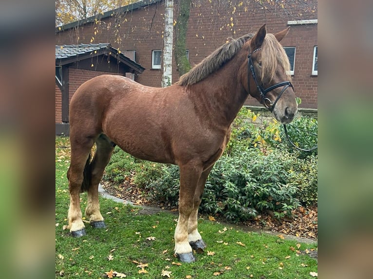 Noriker Ruin 4 Jaar 155 cm Vos in Hopsten