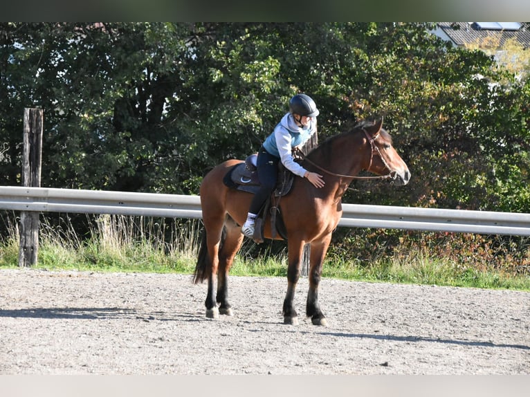 Noriker Mix Ruin 4 Jaar 156 cm Bruin in Arnstorf