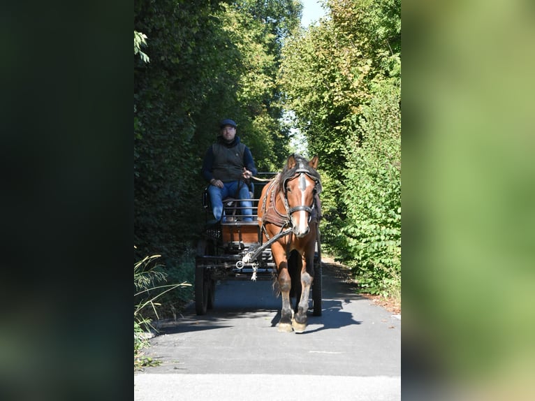 Noriker Mix Ruin 4 Jaar 156 cm Bruin in Arnstorf