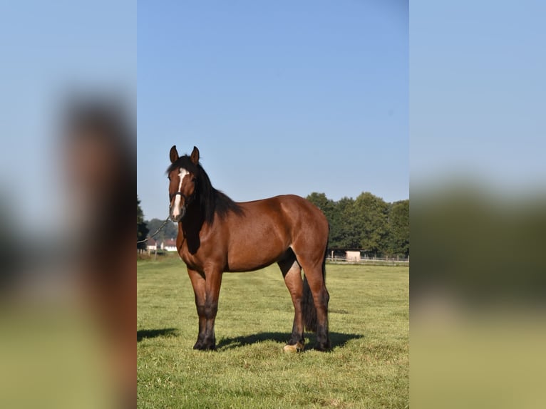 Noriker Mix Ruin 4 Jaar 156 cm Bruin in Arnstorf