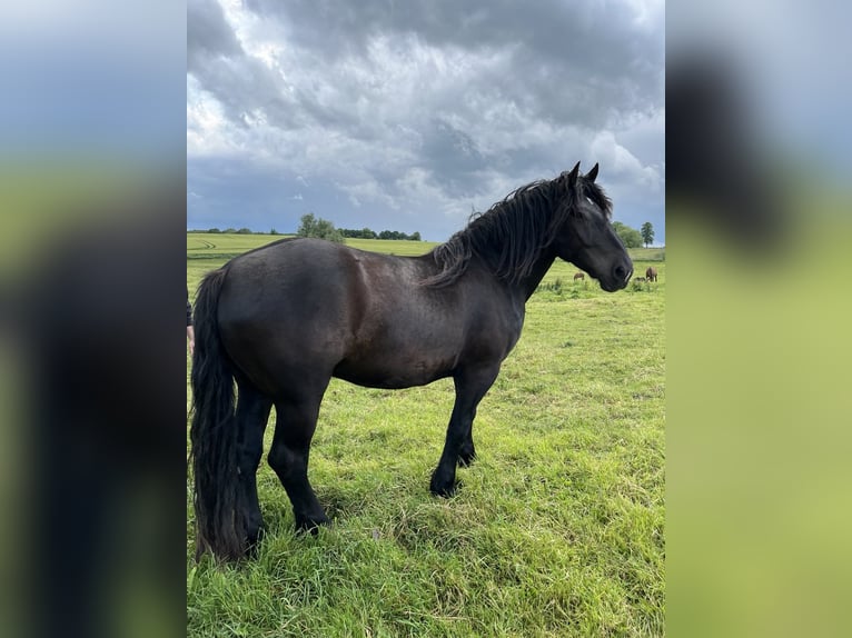 Noriker Ruin 4 Jaar 158 cm Zwart in Lindetal