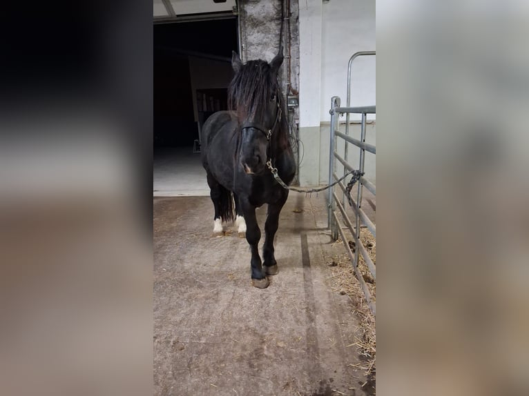 Noriker Ruin 4 Jaar 159 cm Zwart in Breitenworbis