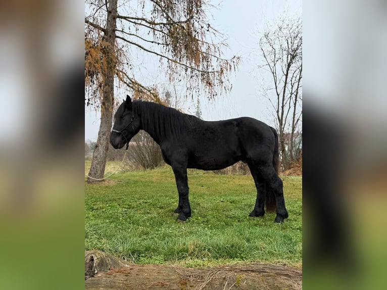 Noriker Ruin 4 Jaar 160 cm Zwart in Achstetten