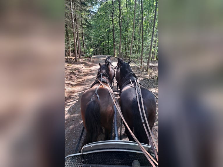 Noriker Ruin 4 Jaar 162 cm Zwart in Billigheim