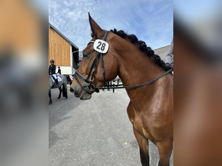 Noriker Ruin 4 Jaar 163 cm Bruin in Kirchdorf in Tirol