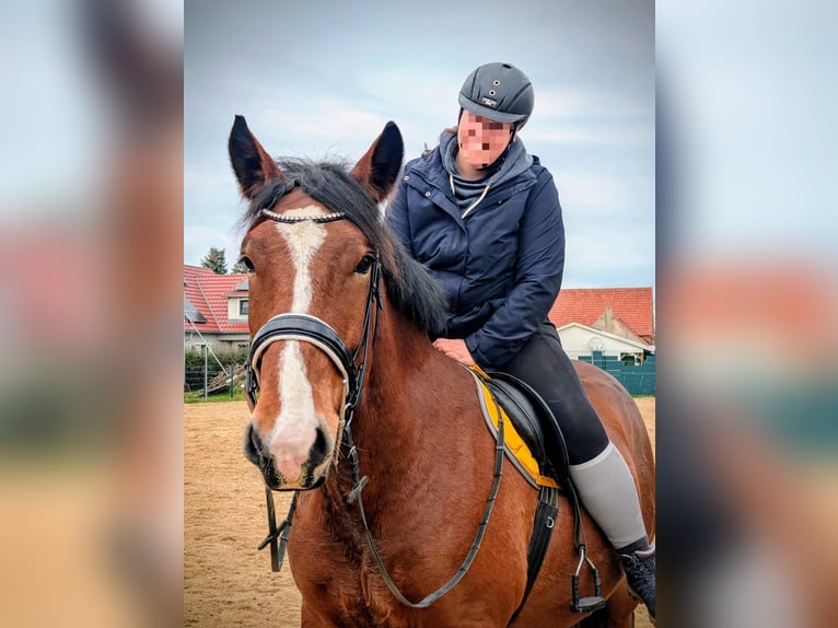 Noriker Ruin 4 Jaar 163 cm Bruin in Markersdorf