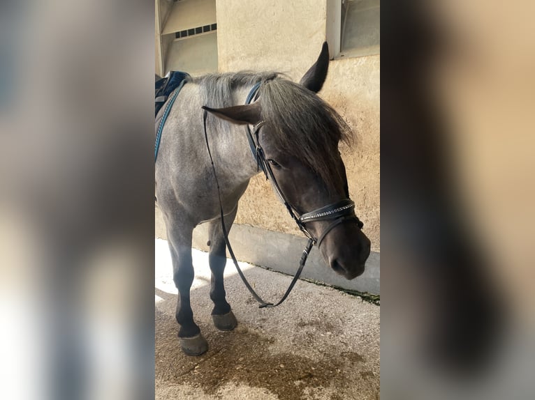 Noriker Ruin 4 Jaar 164 cm Blauwschimmel in Viechtwang