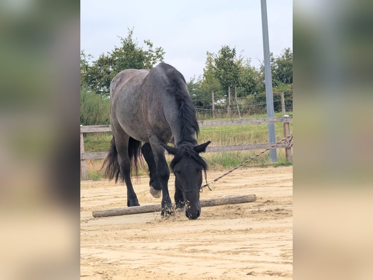 Noriker Ruin 4 Jaar 164 cm Blauwschimmel in Ottweiler