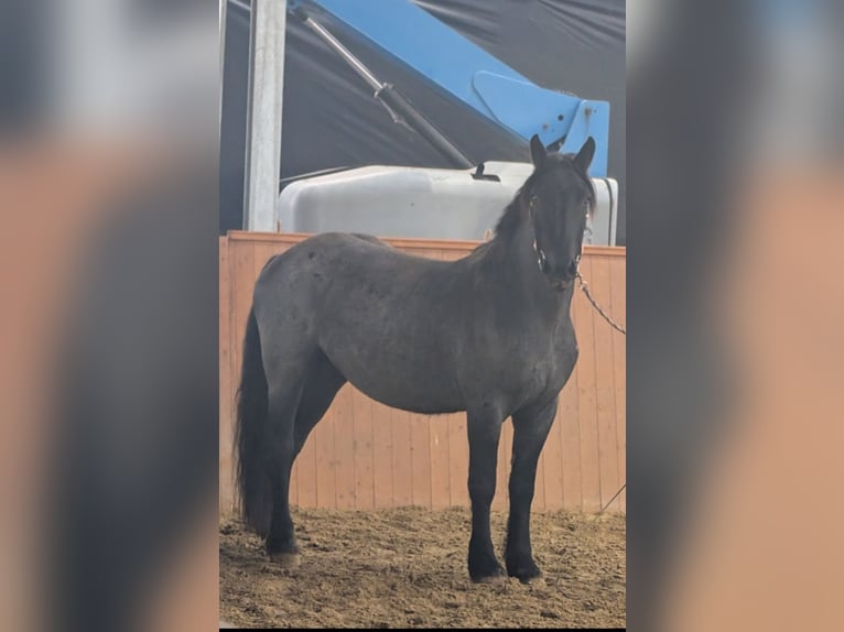 Noriker Ruin 4 Jaar 164 cm Blauwschimmel in Ottweiler