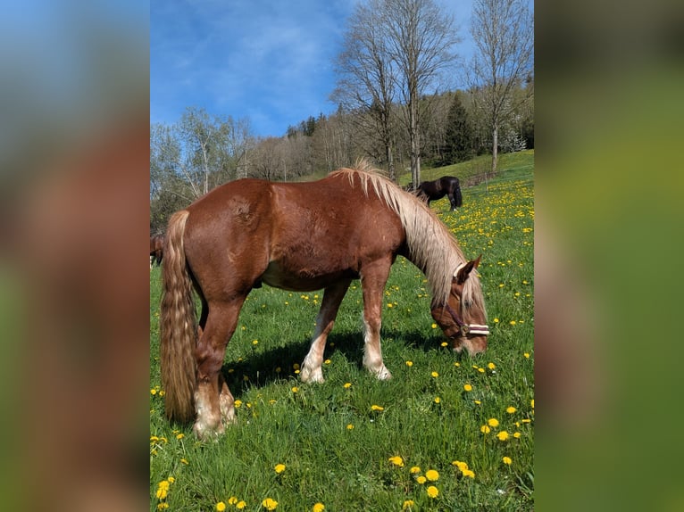 Noriker Ruin 4 Jaar 164 cm Vos in Saldenburg