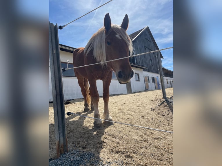 Noriker Ruin 4 Jaar 164 cm Vos in Saldenburg