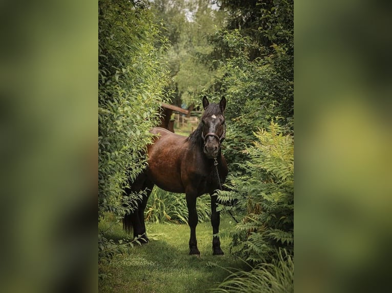 Noriker Ruin 4 Jaar 164 cm Zwart in Jennersdorf