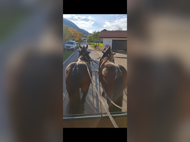 Noriker Ruin 4 Jaar 165 cm Bruin in Bernau am Chiemsee