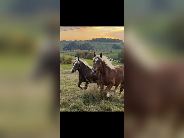 Noriker Ruin 4 Jaar 165 cm Donkere-vos in Waldkirchen
