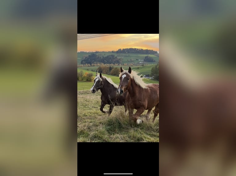 Noriker Ruin 4 Jaar 165 cm Donkere-vos in Waldkirchen