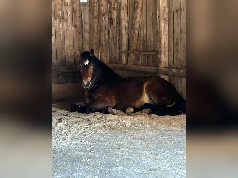 Noriker Ruin 4 Jaar 166 cm Bruin in Stöttwang