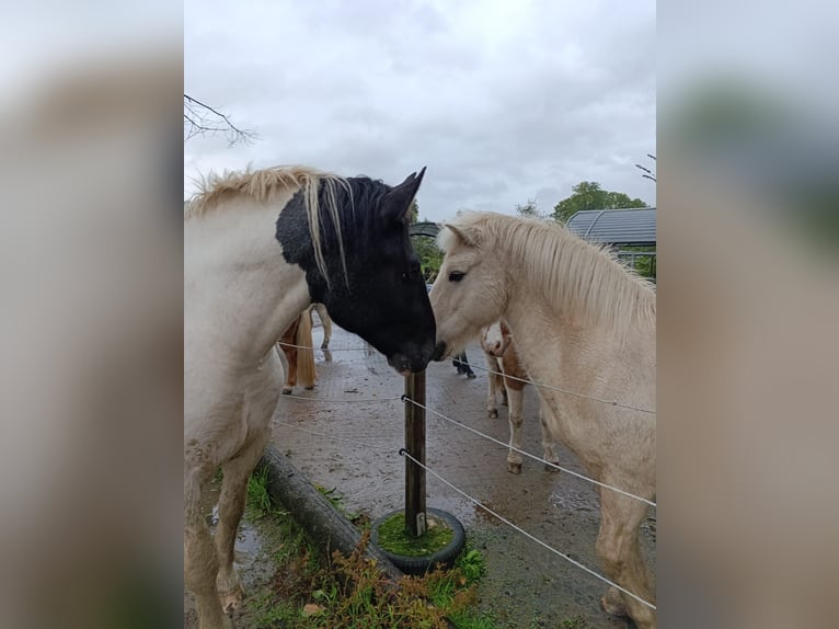 Noriker Ruin 4 Jaar 170 cm Gevlekt-paard in Vreden