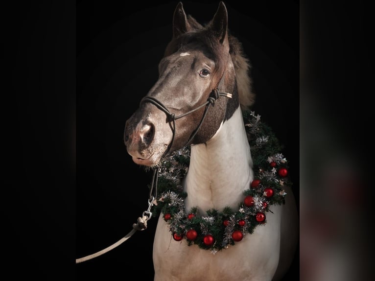 Noriker Ruin 4 Jaar 170 cm Gevlekt-paard in Vreden