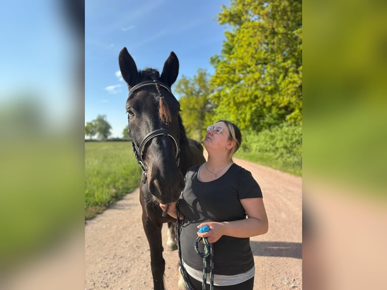 Noriker Ruin 4 Jaar 170 cm Zwart in Dessau