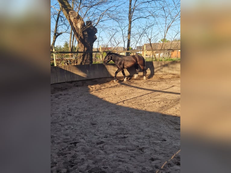 Noriker Ruin 4 Jaar 170 cm Zwart in Dessau
