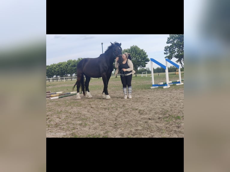 Noriker Ruin 4 Jaar 170 cm Zwart in Dessau