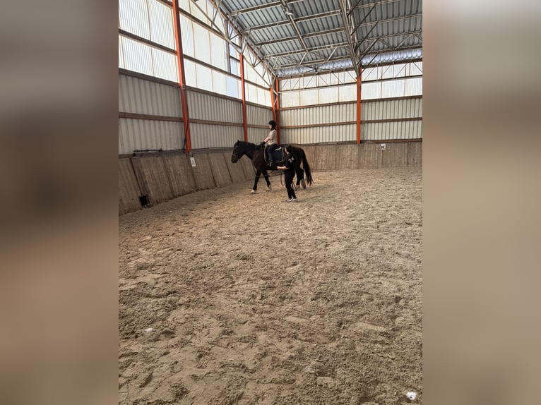 Noriker Ruin 4 Jaar 170 cm Zwart in Dessau