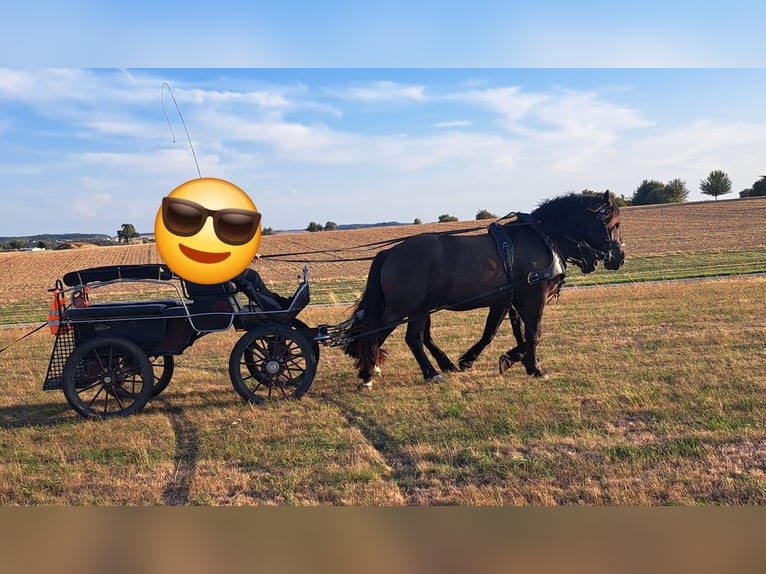 Noriker Ruin 4 Jaar 172 cm Zwart in Buchen (Odenwald)