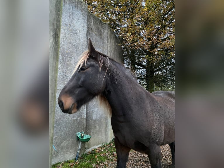 Noriker Mix Ruin 5 Jaar 157 cm Donkere-vos in Simmerath