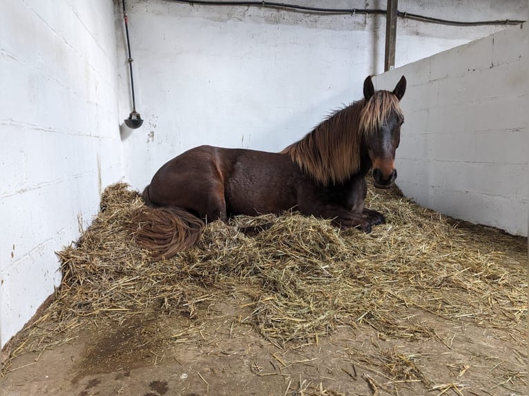 Noriker Mix Ruin 5 Jaar 157 cm Donkere-vos in Simmerath