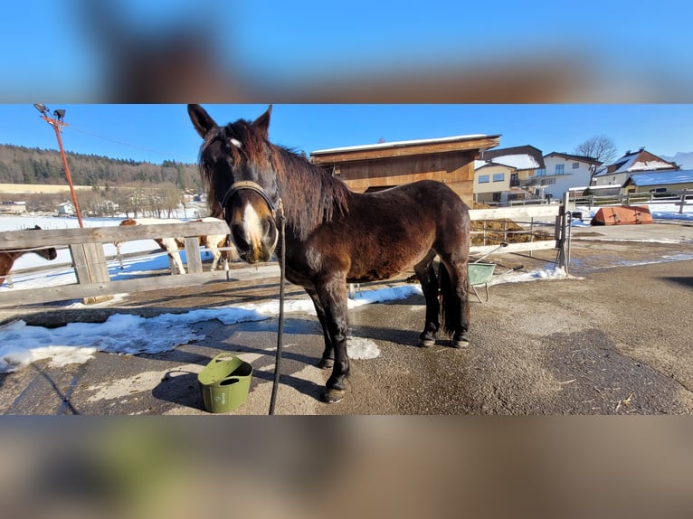 Noriker Ruin 5 Jaar 161 cm Donkerbruin in Thalgau