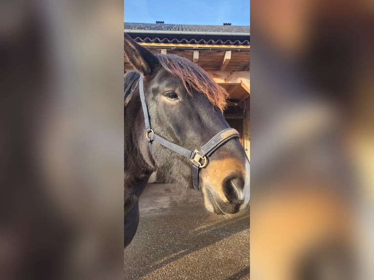 Noriker Ruin 5 Jaar 161 cm Donkerbruin in Thalgau