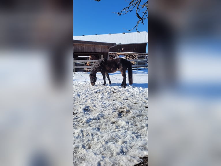 Noriker Ruin 5 Jaar 161 cm Donkerbruin in Thalgau